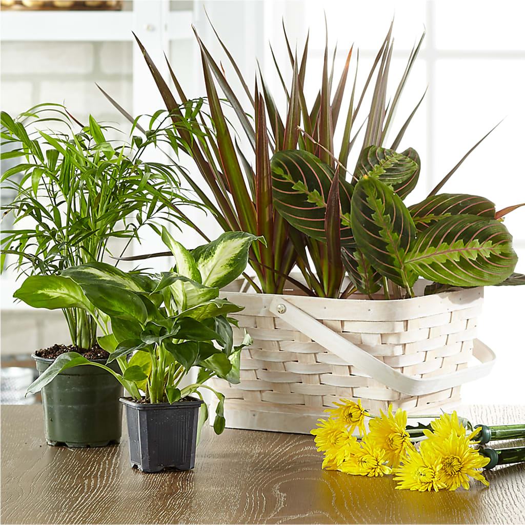 Florist Designed Blooming and Green Plants in a Basket – Floristeria Fabiana, Charlotte NC