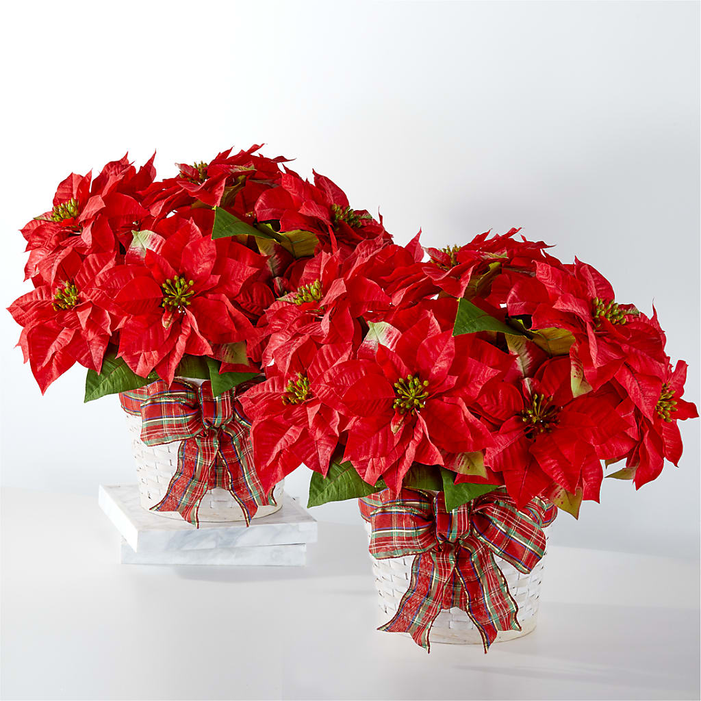 Happiest Holidays Poinsettia Bundle – Floristeria Fabiana, Charlotte NC