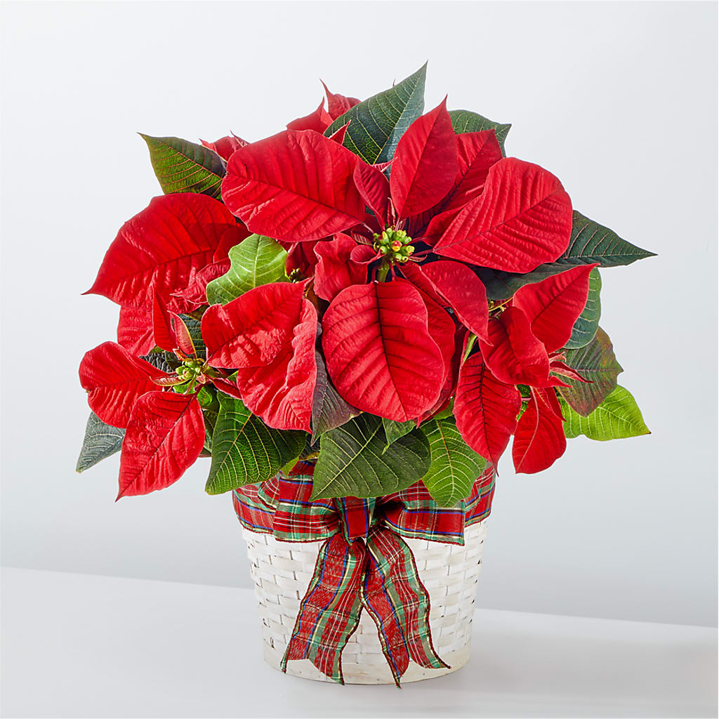Happiest Holidays Poinsettia – Floristeria Fabiana, Charlotte NC