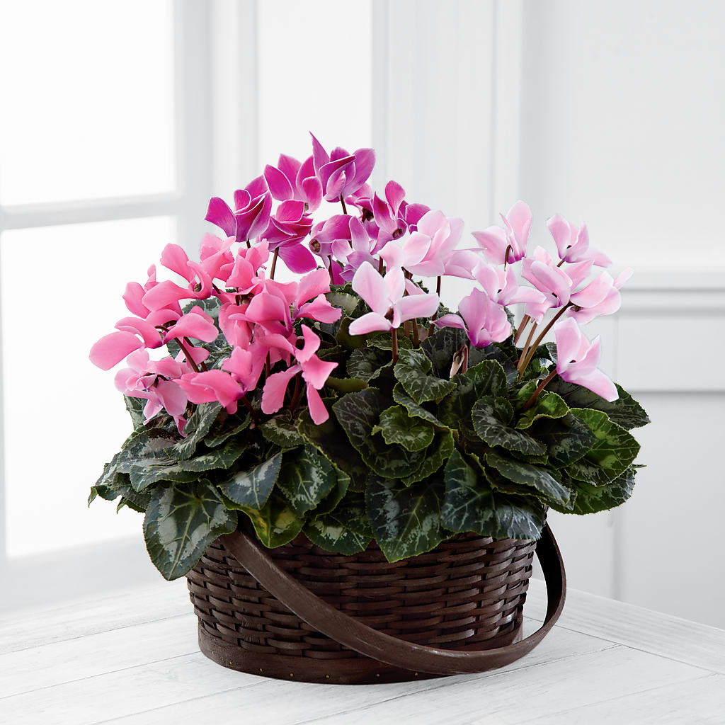 Mixed Cyclamen Planter – Floristeria Fabiana, Charlotte NC