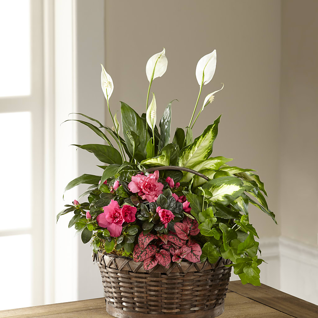Dream in Pink Dishgarden – Floristeria Fabiana, Charlotte NC