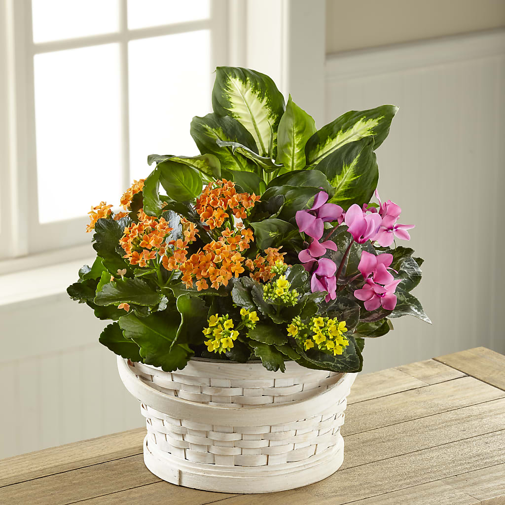 Color Crush Dishgarden – Floristeria Fabiana, Charlotte NC