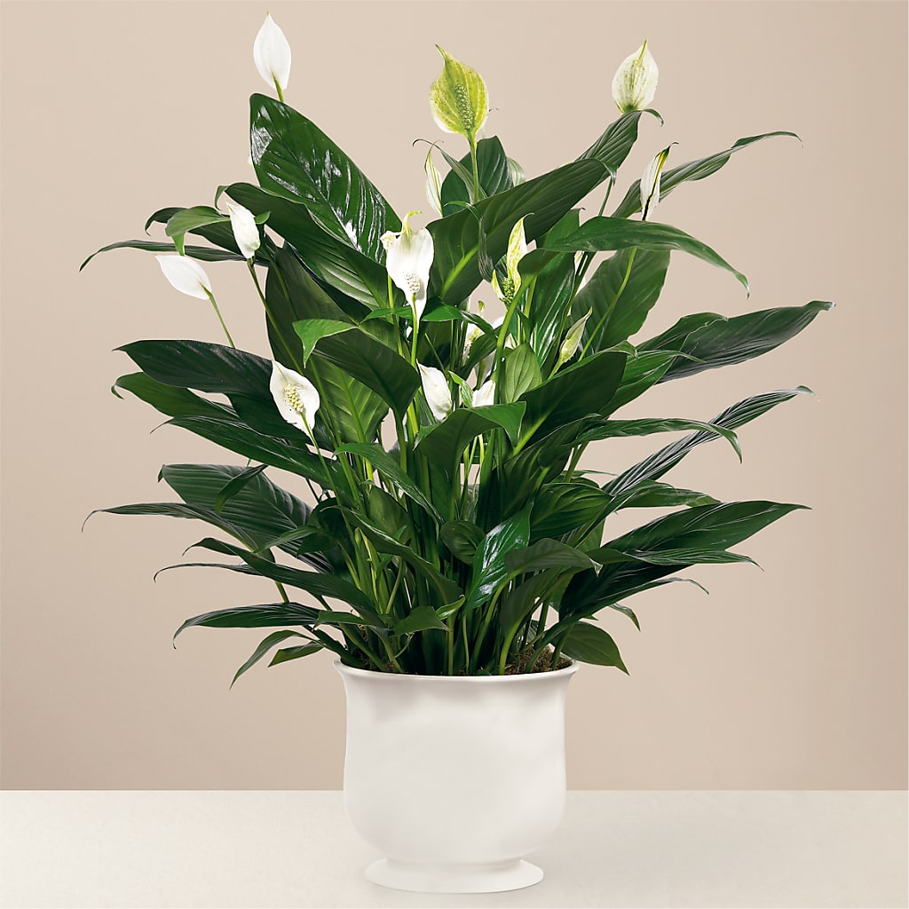 Comfort Planter – Floristeria Fabiana, Charlotte NC