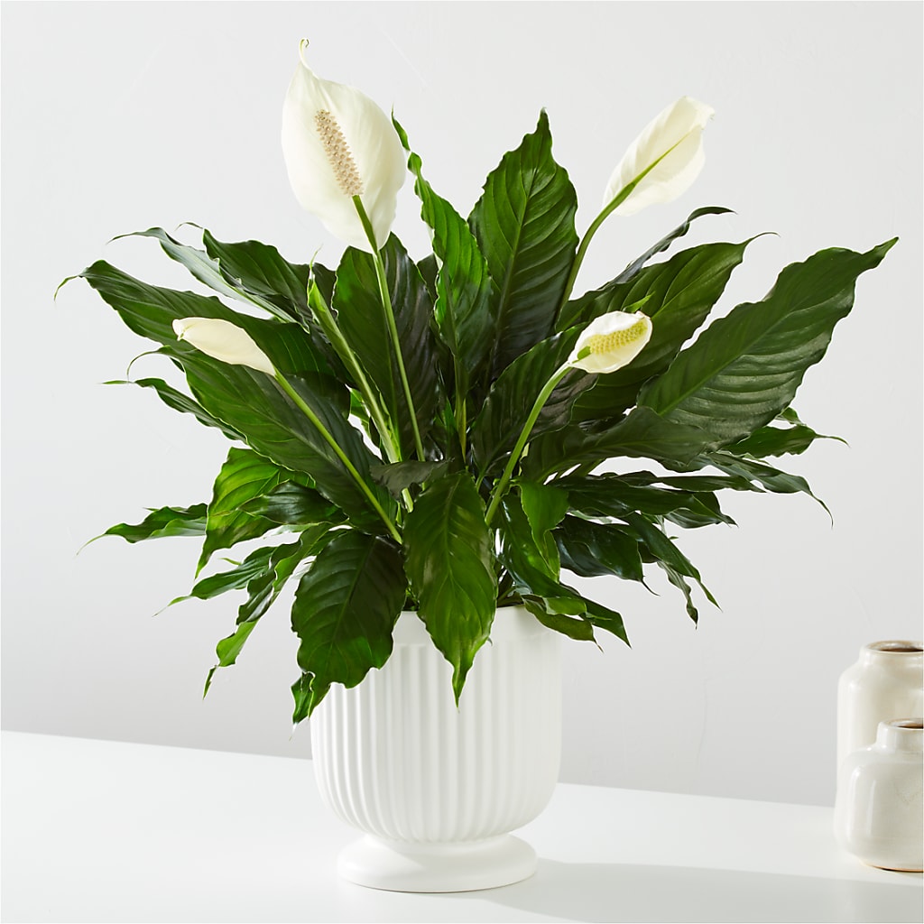 Comfort Planter – Floristeria Fabiana, Charlotte NC