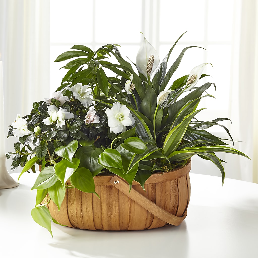 Serene Dishgarden – Floristeria Fabiana, Charlotte NC