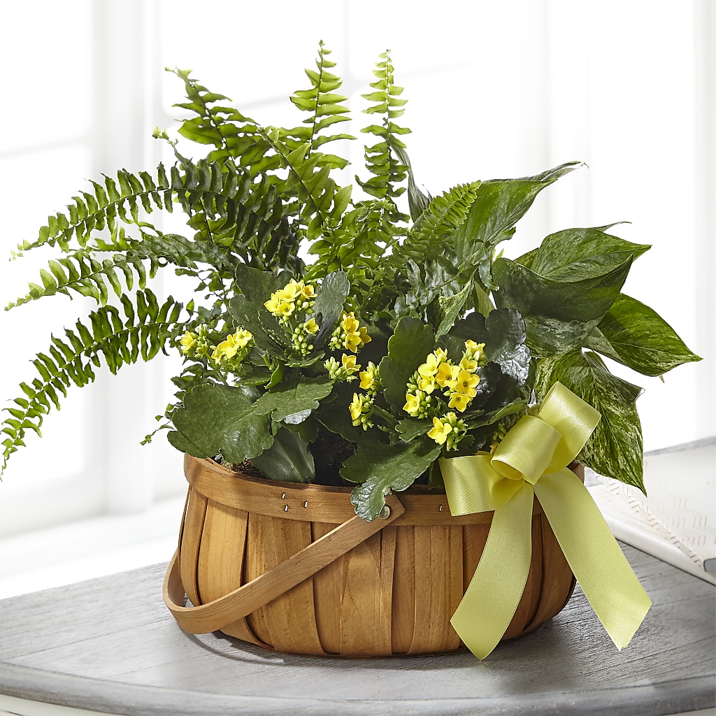 Always Dear Dishgarden – Floristeria Fabiana, Charlotte NC