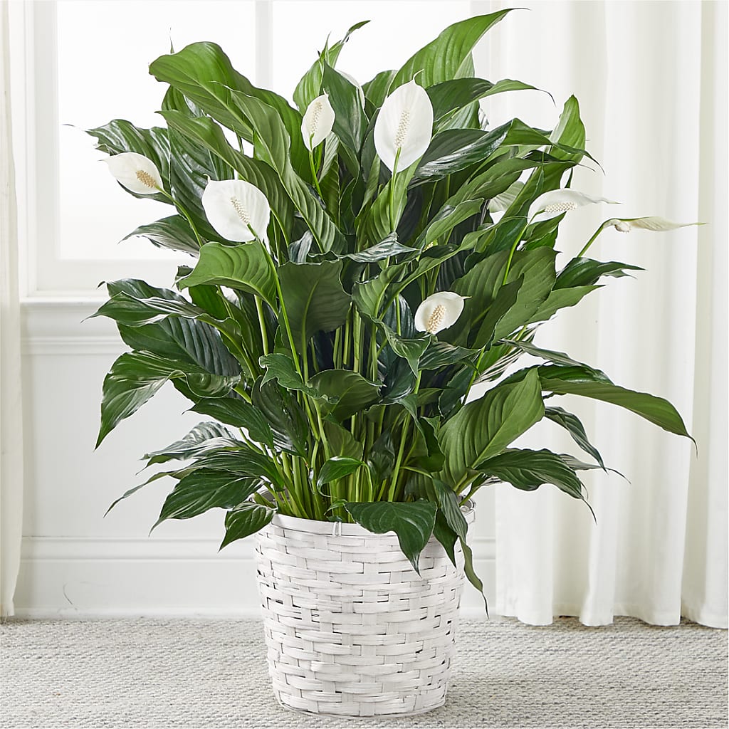 A New Leaf Peace Lily – Floristeria Fabiana, Charlotte NC