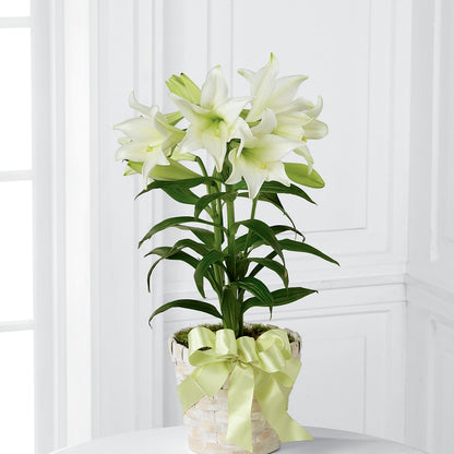 Easter Lily Plant –  Floristeria Fabiana, Charlotte NC