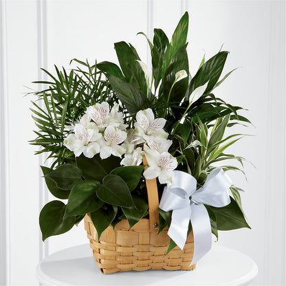 Peace & Serenity Dishgarden –  Floristeria Fabiana, Charlotte NC