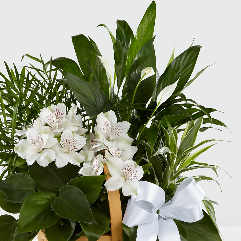 Peace & Serenity Dishgarden –  Floristeria Fabiana, Charlotte NC