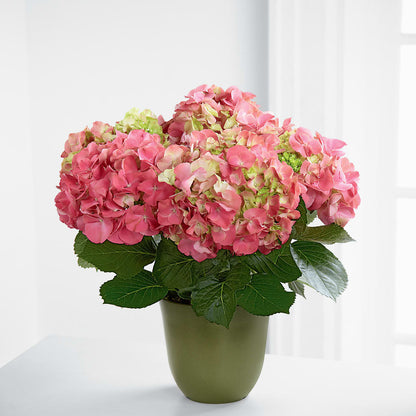 Pink Hydrangea Planter –  Floristeria Fabiana, Charlotte NC