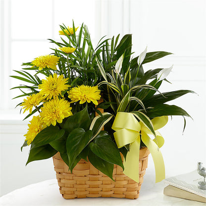 Loving Light Dishgarden –  Floristeria Fabiana, Charlotte NC