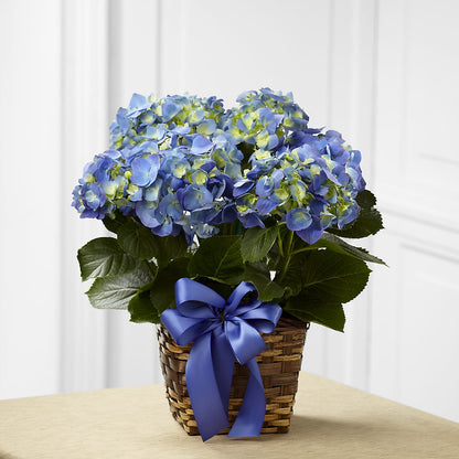Blue Hydrangea Planter –  Floristeria Fabiana, Charlotte NC