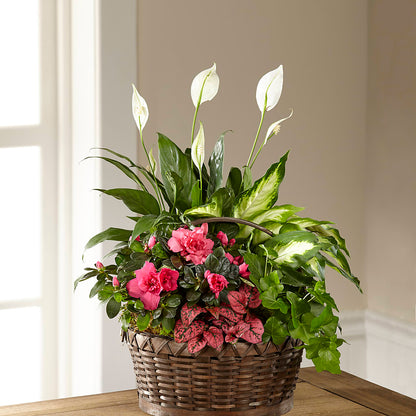 Dream in Pink Dishgarden –  Floristeria Fabiana, Charlotte NC