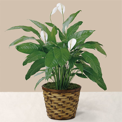 Tranquil Moments Peace Lily Plant –  Floristeria Fabiana, Charlotte NC