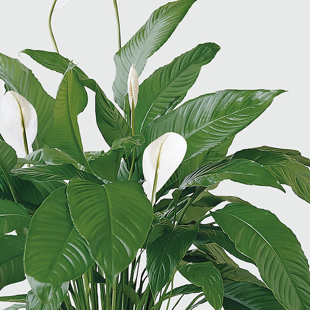 Tranquil Moments Peace Lily Plant –  Floristeria Fabiana, Charlotte NC