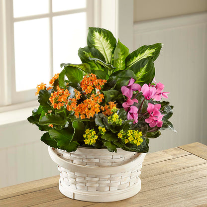Color Crush Dishgarden –  Floristeria Fabiana, Charlotte NC