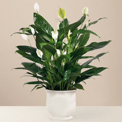 Comfort Planter –  Floristeria Fabiana, Charlotte NC