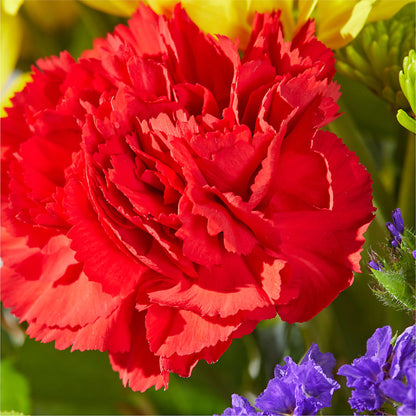 Brighter Days Bouquet –  Floristeria Fabiana, Charlotte NC