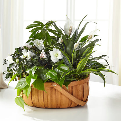 Serene Dishgarden –  Floristeria Fabiana, Charlotte NC
