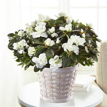 White Azalea Plant –  Floristeria Fabiana, Charlotte NC
