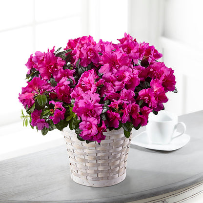 Hope & Serenity Azalea Plant –  Floristeria Fabiana, Charlotte NC