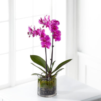 Pink Orchid Plant –  Floristeria Fabiana, Charlotte NC