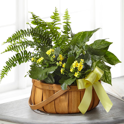 Always Dear Dishgarden –  Floristeria Fabiana, Charlotte NC