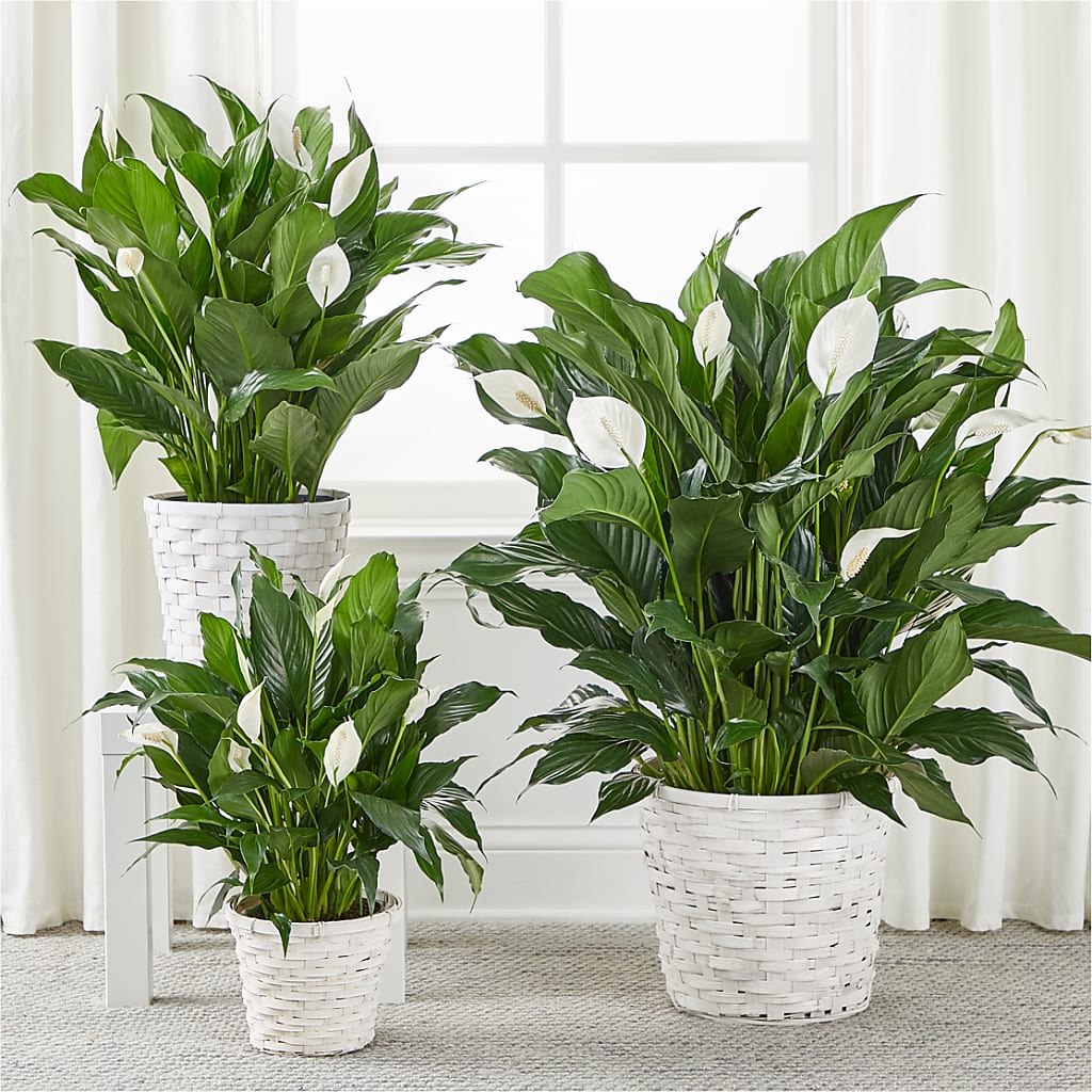 A New Leaf Peace Lily –  Floristeria Fabiana, Charlotte NC