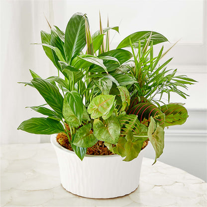Balance & Harmony Dishgarden –  Floristeria Fabiana, Charlotte NC