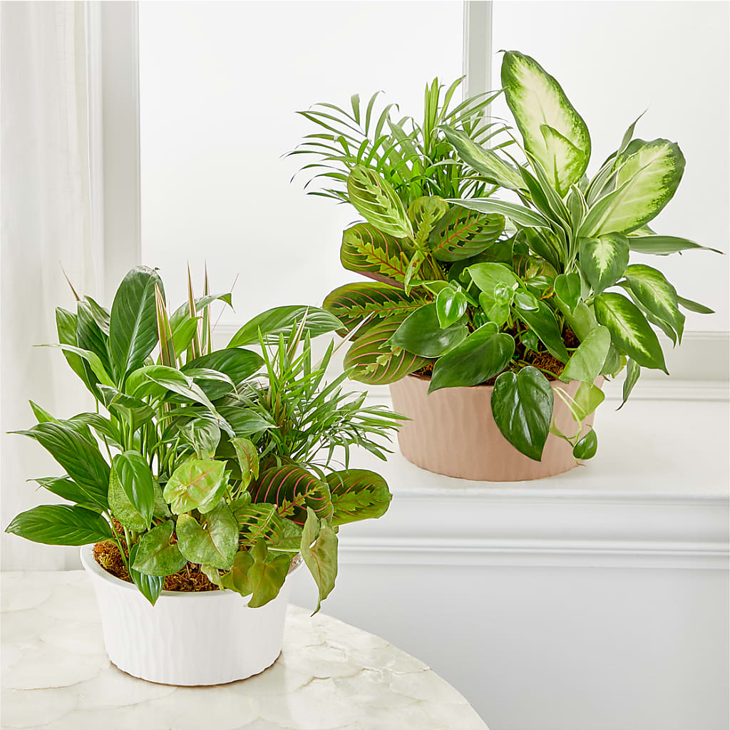 Balance & Harmony Dishgarden –  Floristeria Fabiana, Charlotte NC