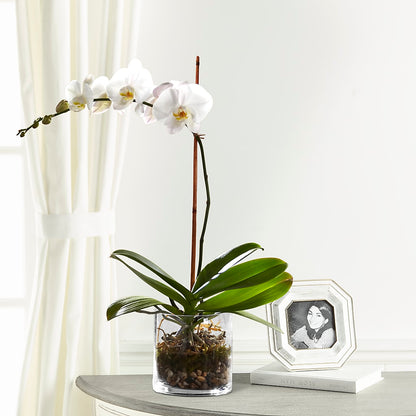 White Orchid Planter –  Floristeria Fabiana, Charlotte NC